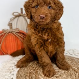 Templeton - Red  male Goldendoodle puppy in Fletcher, North Carolina from Cane Creek Goldendoodles