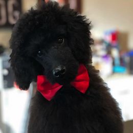 Poodles from Margie Hornback