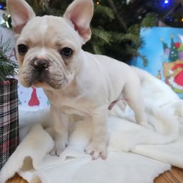 French Bulldog Puppies from Electric City Frenchies