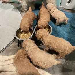 Australian Shepherd and Poodle Puppies from The Mason Farm