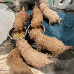 Australian Shepherd and Poodle Puppies from The Mason Farm
