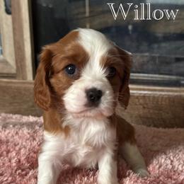 Willow - Blenheim female Cavalier King Charles Spaniel puppy in Romney, West Virginia from The Cozy Cavaliers
