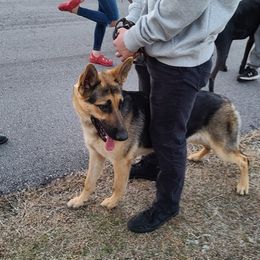 German Shepherds from Laura's German Shepherds