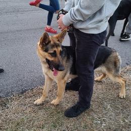German Shepherds from Laura's German Shepherds