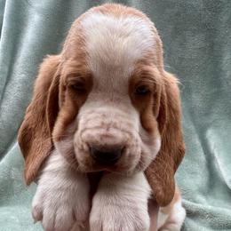 Aly - Red and white female Basset Hound puppy in Cleveland, Tennessee from Smokey Mtn Bassets