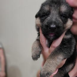Brown - Black and red male German Shepherd puppy in Coatesville, Pennsylvania from Jessica's German Shepherds