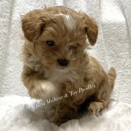 Companion Crosses, Maltese, Maltipoos, and Poodles from GlamPaw Maltipoos