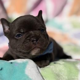 Harley - Fawn and white male French Bulldog puppy in Hemet, California from Bowman Pups