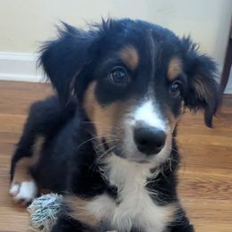 ON SALE THRU 27th   Henry - Black tri-color male Australian Shepherd puppy in Pamplin, Virginia from Hope & Joy Acres