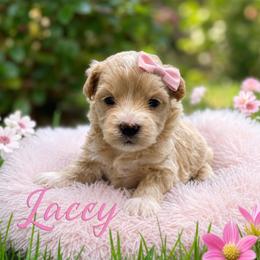 Lacey - White female Maltipoo puppy in Bowling Green, Kentucky from Denise Clark