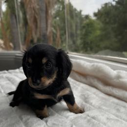 Zane - Black and cream male Dachshund puppy in San Diego, California from Enchanted little dachshunds