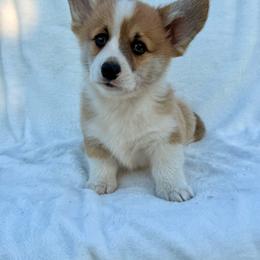 Biscuit - Red male Pembroke Welsh Corgi puppy in Hand County, South Dakota from Hills End Corgis