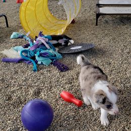Border Collie Puppies from Balmoral Border Collies