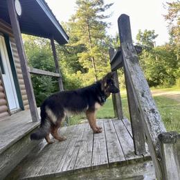Malaga - German Shepherd