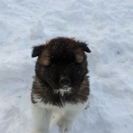 Akita Puppies from Ryan Johnston's Akitas