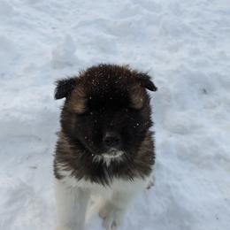 Akita Puppies from Ryan Johnston's Akitas