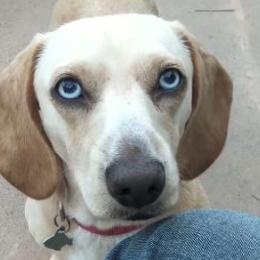 Junior - Dachshund