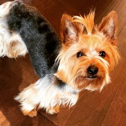 Yorkshire Terriers from Peppy Puppy Palace