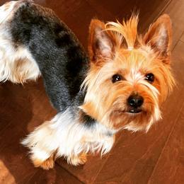 Yorkshire Terriers from Peppy Puppy Palace
