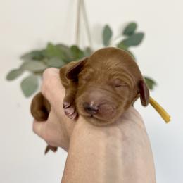 Olive - Red  female Goldendoodle puppy in S AI Nt John, Indiana from Lulu's Goldendoodles