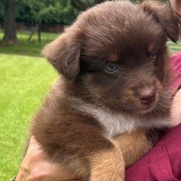 Pink - Red tri-color female Australian Shepherd puppy in Butler, Georgia from Aussies at Howling Hill Farm