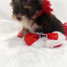 Snuggles - Chocolate, tan and white female Yorkshire Terrier puppy in Azle, Texas from Texas Star Unique Yorkies