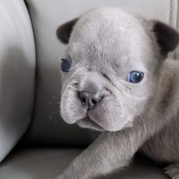 French Bulldogs from MiAdorableFrenchies