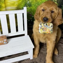 Boy 2 - Dark golden male Golden Retriever puppy in Sentinel, Oklahoma from Tux Goldens