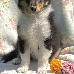 Collie Puppies from EverHeart Collies