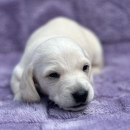 Boy 3 - Cream male Dachshund puppy in Wampum, Pennsylvania from Southern Sash Doxies