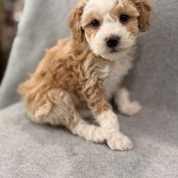 Teddy - Red  male Goldendoodle puppy in Somerset, Kentucky from Hilltop Doodles KY LLC