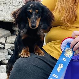 London - Dachshund