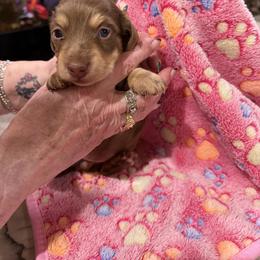 Cree - Chocolate and cream female Dachshund puppy in Heber Overgaard, Arizona from Sonoran Doxies