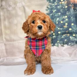 Joy - Red  female Goldendoodle puppy in Pocasset, Massachusetts from Mini Goldendoodles of Cape Cod
