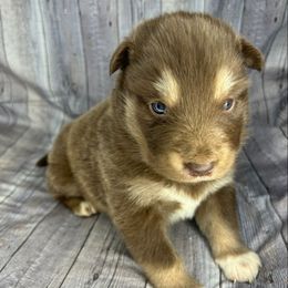 Truffle - Red and white male Alaskan Malamute puppy in Independence, Virginia from New River Valley Malamutes