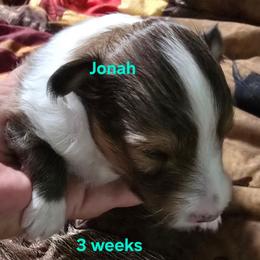 LITTLE Jonah - Sable and white male Shetland Sheepdog puppy in Houston, Texas from LaLa's Lilliputian Lassies