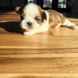 Shih Tzu Puppies from Jenny's Shih Tzus