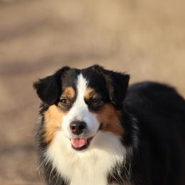 Darcy - Toy Australian Shepherd