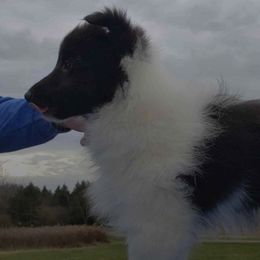 Shetland Sheepdogs from Twisted Tree Shelties