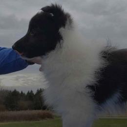 Shetland Sheepdogs from Twisted Tree Shelties