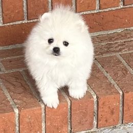 Girl 1 - Pomeranian puppy from WhitePomeraniansForYou.com
