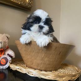 Boy 2 - Liver and white male Shih Tzu puppy in Troy, Michigan from "Shihtzu Best Friend"