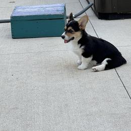 Pembroke Welsh Corgi Puppies from Carousel Corgis