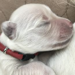 Golden Retriever Puppies from 4 Paws and Family Golden Retrievers