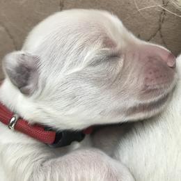 Golden Retriever Puppies from 4 Paws and Family Golden Retrievers