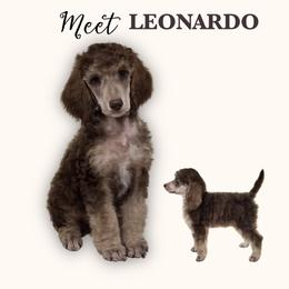 LEONARDO, Brown Phantom - Phantom male Poodle puppy in Charlo, Montana from Heavenly Hilltop Farm
