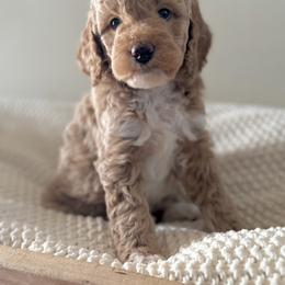 Bernedoodle, Goldendoodle, and Poodle Puppies from Central Valley Canine Companions