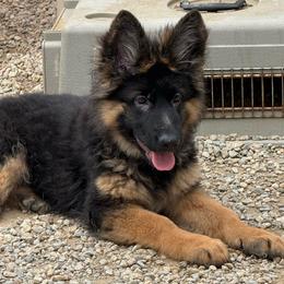 Red collar - Black and red female German Shepherd puppy in Melrose, Massachusetts from Farrenhaus
