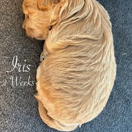 Maltipoo Puppies from Christine Plano
