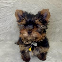 Kai - Black and gold male Yorkshire Terrier puppy in Las Vegas, Nevada from Yorkiepupsntcups